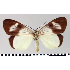 /filer/webapps/moths/media/images/S/seriatopunctata_Deilemera_ST_SNHM.jpg