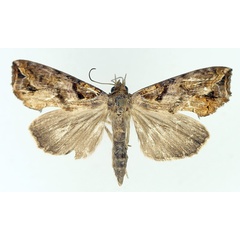 /filer/webapps/moths/media/images/W/wahlbergi_Plusiodonta_AF_TMSA_01.jpg