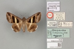 /filer/webapps/moths/media/images/C/congesta_Grammodes_HT_BMNHa.jpg