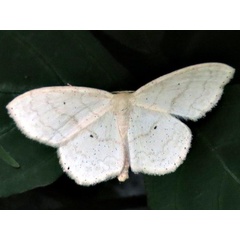 /filer/webapps/moths/media/images/R/rossi_Scopula_A_Braun.jpeg