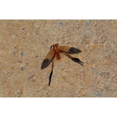 /filer/webapps/moths/media/images/F/fulva_Doratopteryx_A_Voaden.jpg