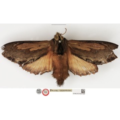 /filer/webapps/moths/media/images/L/ligniclusa_Braura_HT_NHMUK.jpg