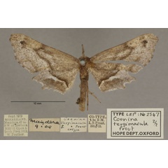 /filer/webapps/moths/media/images/T/tergimacula_Coenina_PTF_OUMNHa_02.jpg