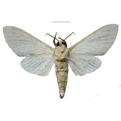 /filer/webapps/moths/media/images/O/oberprieleri_Neoclanis_HT_EMEMb.jpg