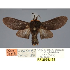/filer/webapps/moths/media/images/K/kerkhofi_Casphalia_PTM_RBINS_02.jpg