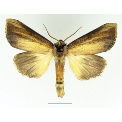/filer/webapps/moths/media/images/A/atrata_Phalera_AM_Basquin_02_R0zpVGg.jpg