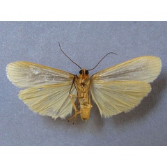 /filer/webapps/moths/media/images/E/eborella_Lamprosiella_AM_Baron_02.jpg