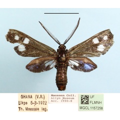 /filer/webapps/moths/media/images/T/triplex_Syringura_A_MGCLa_03.JPG