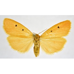 /filer/webapps/moths/media/images/C/cornutissima_Cyana_AF_NHMO.jpg