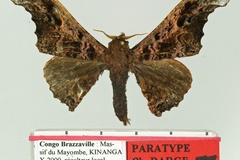 Cyrtogone loutemboensis