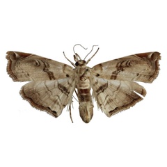 /filer/webapps/moths/media/images/A/aspidophoralis_Melouia_HT_BMNH.jpg