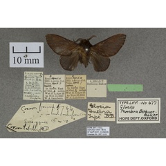 /filer/webapps/moths/media/images/T/tenebra_Pseudometa_HTM_OUMNHa_01.jpg
