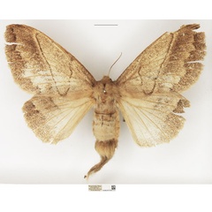 /filer/webapps/moths/media/images/G/grisea_Philotherma_AF_NHMUK.jpg