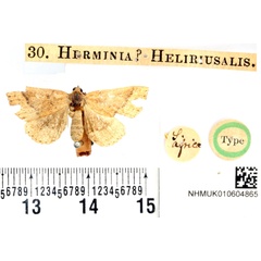 /filer/webapps/moths/media/images/H/heliriusalis_Herminia_HT_BMNH.jpg