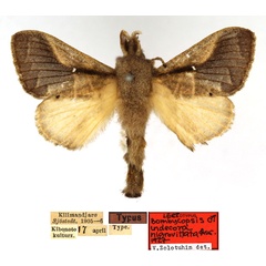 /filer/webapps/moths/media/images/N/nigrovittata_Bombycopsis_LT_SNHM.jpg