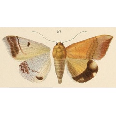 /filer/webapps/moths/media/images/K/karschi_Ophiusa_ST_Voeltzkow_6-16.jpg