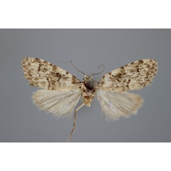 /filer/webapps/moths/media/images/A/adelpha_Nola_A_BMNH.jpg