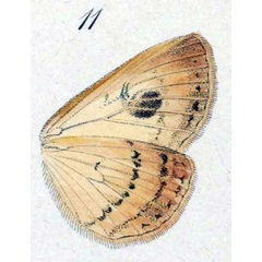 /filer/webapps/moths/media/images/P/pyrula_Spirama_ST_Hopffer_28_11.jpg