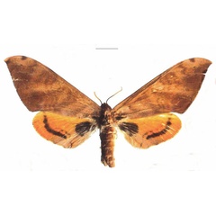 /filer/webapps/moths/media/images/O/occidentalis_Pseudoclanis_AF_EMEM_02.jpg