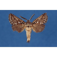 /filer/webapps/moths/media/images/D/deprinsi_Arbelodes_HT_ZMHB.jpg