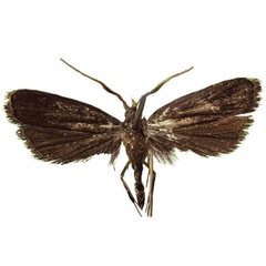 /filer/webapps/moths/media/images/S/sylvestrana_Thrombialis_PTM_NIBR.jpg