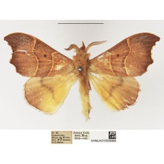 /filer/webapps/moths/media/images/S/spissa_Soligena_AM_NHMUK_02.jpg