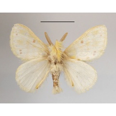 /filer/webapps/moths/media/images/R/rufopunctata_Euproctis_AM_MGCLb_01.JPG