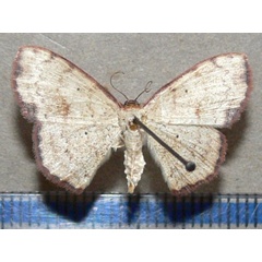 /filer/webapps/moths/media/images/H/haemaleata_Scopula_A_Goff_01.JPG