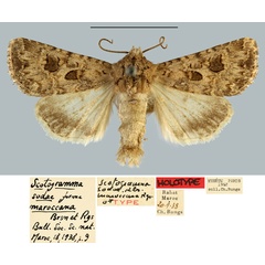 /filer/webapps/moths/media/images/M/maroccana_Scotogramma_HT_MNHN.jpg