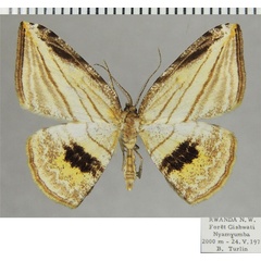 /filer/webapps/moths/media/images/C/convergens_Pigiopsis_AM_ZSM.jpg