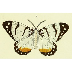 /filer/webapps/moths/media/images/H/hesperia_Otroeda_Cramer3_251_A.jpg