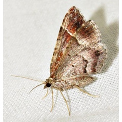 /filer/webapps/moths/media/images/M/mermera_Mimoclystia_A_Braun_02.jpg