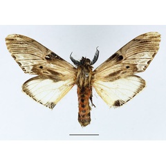 /filer/webapps/moths/media/images/S/schoutedeni_Fentonina_AM_Basquin_06.jpg