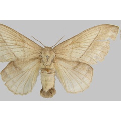 /filer/webapps/moths/media/images/M/montibia_Philotherma_PLT_MfN.jpg