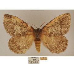 /filer/webapps/moths/media/images/D/despecta_Lichenopteryx_AF_TMSA_01.jpg