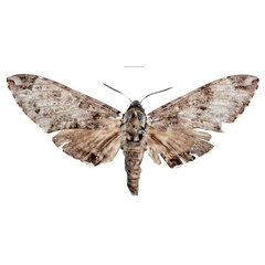 /filer/webapps/moths/media/images/W/wolframmeyi_Covelliana_HT_MfNa.jpg