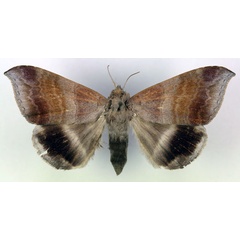 /filer/webapps/moths/media/images/V/violascens_Achaea_A_RMCA.jpg