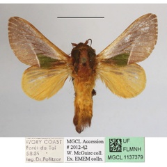 /filer/webapps/moths/media/images/C/cineracea_Latoia_A_MGCLa_01.JPG