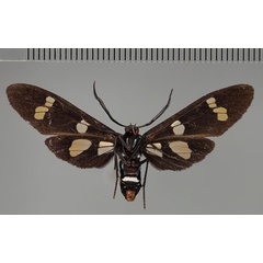 /filer/webapps/moths/media/images/M/manfredi_Euchromia_HT_ZSM_02.jpg