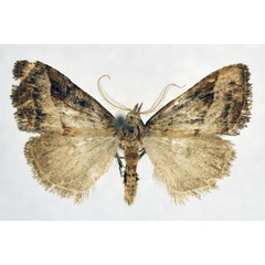 /filer/webapps/moths/media/images/O/ochrographa_Meganola_AM_NHMO_02.jpg