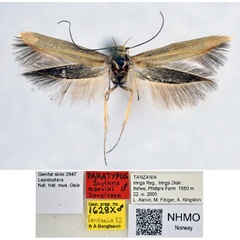 /filer/webapps/moths/media/images/A/aarviki_Scythris_PT_NHMO.jpg