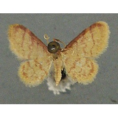 /filer/webapps/moths/media/images/F/fortificata_Idaea_AF_TMSA.jpg