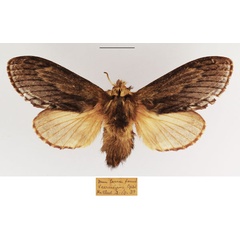 /filer/webapps/moths/media/images/T/truncatum_Braura_AF_TMSA_02.jpg