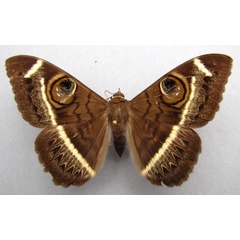 /filer/webapps/moths/media/images/L/latona_Cyligramma_A_Baron.jpg