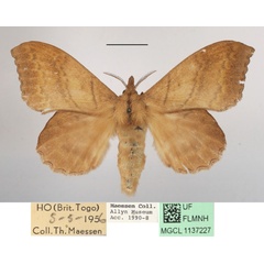 /filer/webapps/moths/media/images/M/marginepunctata_Leipoxais_AF_MGCLa_03.JPG