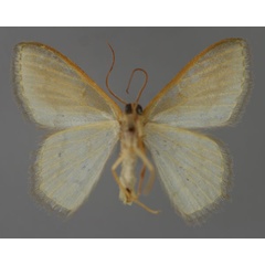 /filer/webapps/moths/media/images/G/glacialis_Metallochlora_A_ZSM_02.jpg