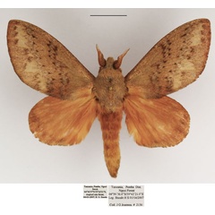 /filer/webapps/moths/media/images/O/obscurum_Eutricha_AM_TMSA_05.jpg