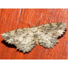 /filer/webapps/moths/media/images/S/serrataria_Menophra_A_Grobler.jpg