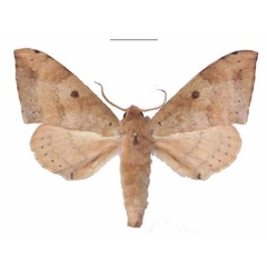 /filer/webapps/moths/media/images/C/contraria_Andriasa_AM_EMEM_01.jpg