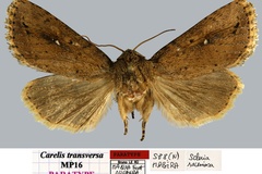 Carelis transversa
